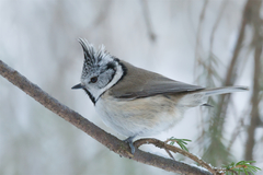 Lophophanes cristatus