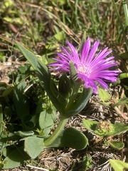 Delosperma ashtonii