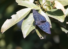 Dichorragia nesimachus