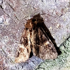 Phosphila turbulenta