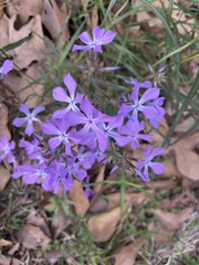 Phlox pilosa