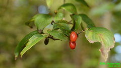 Cornus officinalis