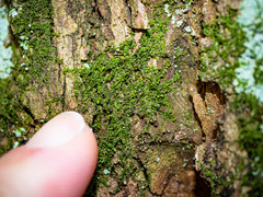 Odontoschisma denudatum