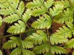 Davallia divaricata