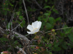 Cistus salviifolius