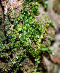 Odontoschisma denudatum