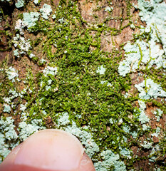 Odontoschisma denudatum