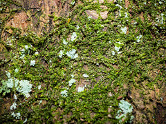 Odontoschisma denudatum