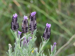 Lavandula stoechas