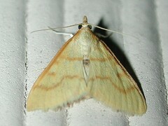 Helvibotys helvialis