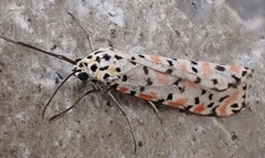 Utetheisa pulchella