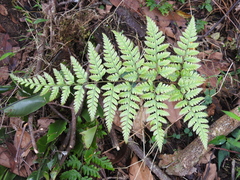 Davallia divaricata
