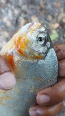 Pygopristis denticulata