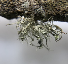 Ramalina paludosa