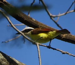 Pitangus sulphuratus