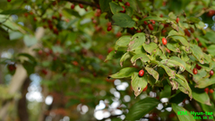 Cornus officinalis