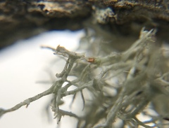 Ramalina paludosa