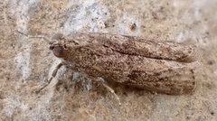 Phycitini