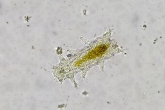 Batillipes