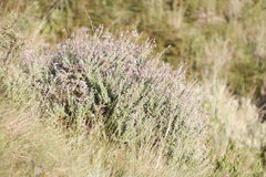 Syncolostemon