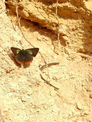 Heliophorus