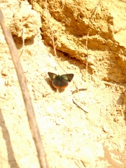 Heliophorus