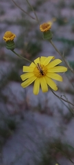 Dilophus