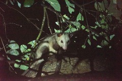 Didelphis marsupialis