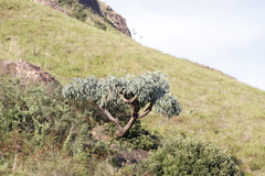Cussonia