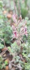 Pelargonium pilosellifolium