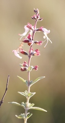 Syncolostemon