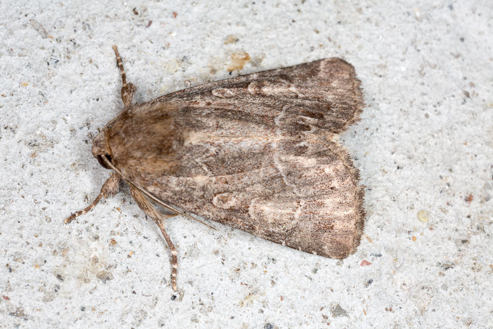 Straw Underwing