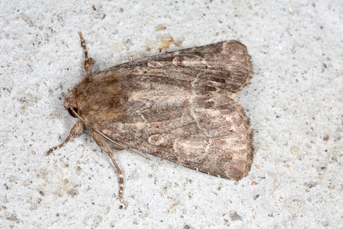 Straw Underwing