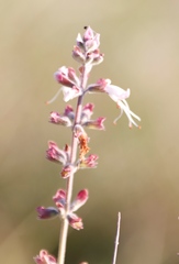 Syncolostemon
