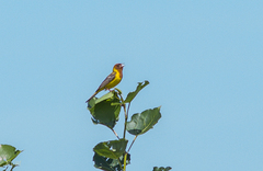 Emberiza bruniceps