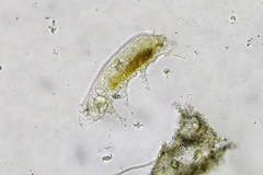Batillipes