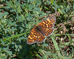 Melitaea phoebe
