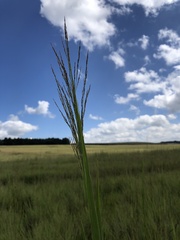 Phragmites mauritianus