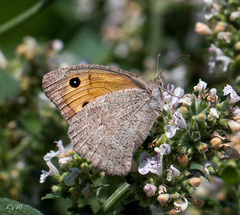 Hyponephele lupinus