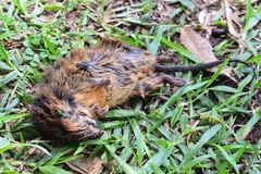 Oxymycterus rufus