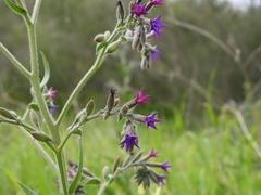Anchusa