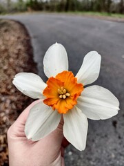 Narcissus poeticus
