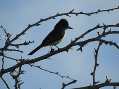 Myiarchus stolidus