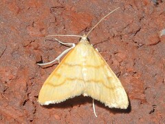Helvibotys helvialis
