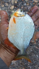 Pygopristis denticulata