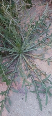 Launaea mucronata