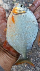 Pygopristis denticulata