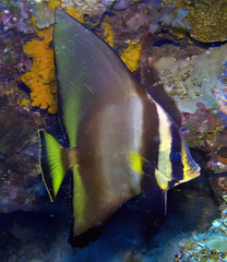 Platax pinnatus