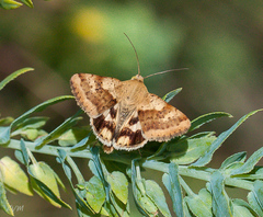 Heliothis viriplaca