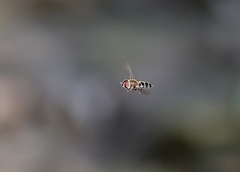 Ischiodon scutellaris